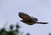Costa_Rica_0917b