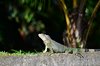 Costa_Rica_0488