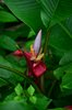 Costa_Rica_0759
