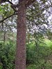 Costa_Rica_1276