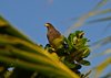 Costa_Rica_0471a