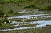 Costa_Rica_1230