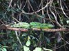 Costa_Rica_0667
