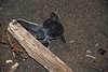 Costa_Rica_0704