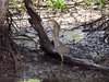 Costa_Rica_1608