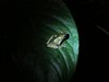 Costa_Rica_1136