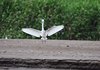Costa_Rica_1919a