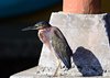 Costa_Rica_0493a