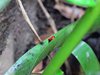 Costa_Rica_1048
