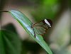 Costa_Rica_1460