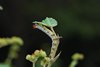 Costa_Rica_1274