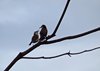 Costa_Rica_1298