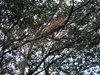 Costa_Rica_0783a