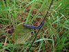 Costa_Rica_1389