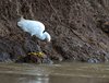Costa_Rica_1795a