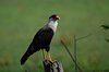 Costa_Rica_1739a