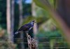 Costa_Rica_0725a