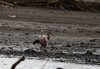 Costa_Rica_2043