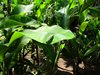 Costa_Rica_0574