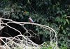Costa_Rica_0370a