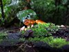 Costa_Rica_1073