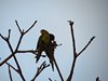 Costa_Rica_1715