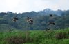 Costa_Rica_1965a