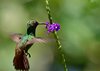 Costa_Rica_0599a