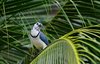 Costa_Rica_1471a