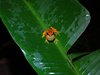 Costa_Rica_2066