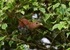 Costa_Rica_1457a