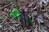 Costa_Rica_0384a