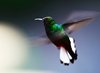 Costa_Rica_0971a