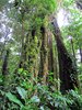 Costa_Rica_1071