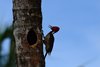 Costa_Rica_0656a
