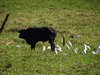 Costa_Rica_1737