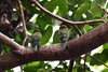 Costa_Rica_1478a