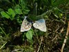 Kystruten_0110