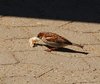 Kystruten_0045