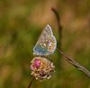 Kystruten_0128