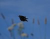 Kystruten_0254a