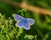 Kystruten_0267