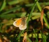 Kystruten_0103