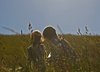 Kystruten_0060a