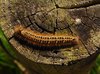 Kystruten_0121