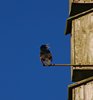 Kystruten_0196a