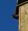 Kystruten_0190