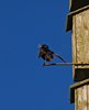 Kystruten_0195a