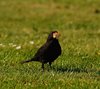Kystruten_0273