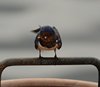 Midtsverige_0169